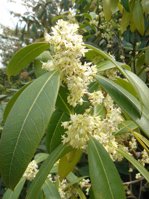 Osmanthus decorus P14 (2)